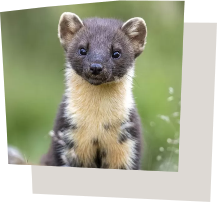 A Pine Marten