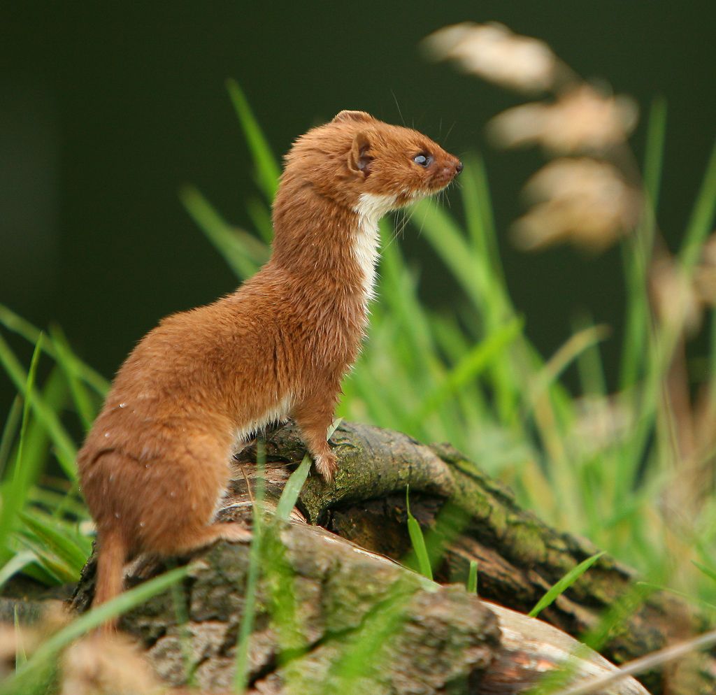 A Pine Marten