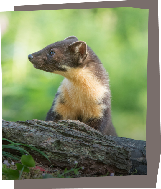 A Pine Marten
